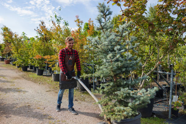 Tree Branch Trimming in Stansbury Park, UT